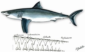 dessin de Grand requin blanc